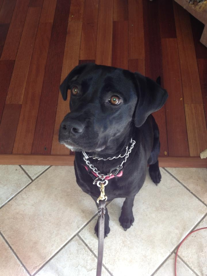 bella-levin