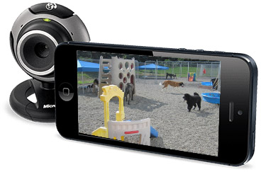 Best Dog Boarding Lehigh Valley Best Dog Boarding Lehigh Valley